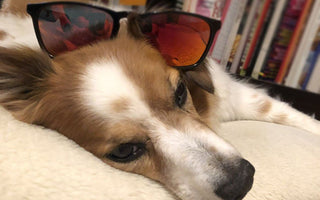 Bluetooth Glasses Make Dog Walking Safer and More Enjoyable, Ask Charlie!